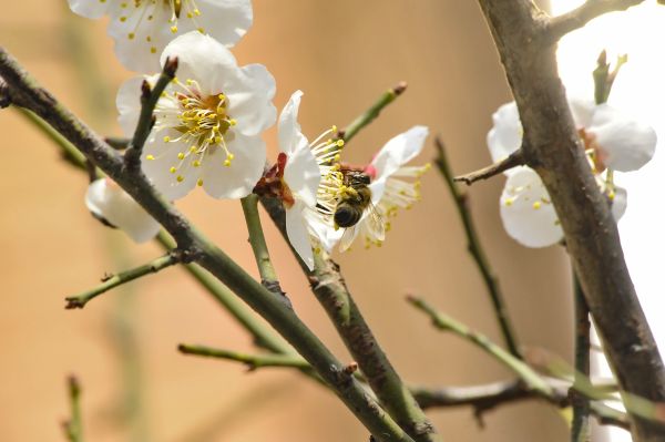 벌,꿀벌,꽃,식물,봄,분기
