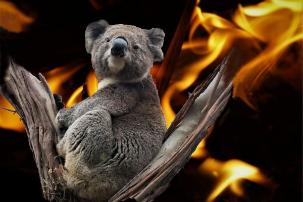 thú vật,Koala,Châu Úc,ngọn lửa,vật nuôi,Mõm