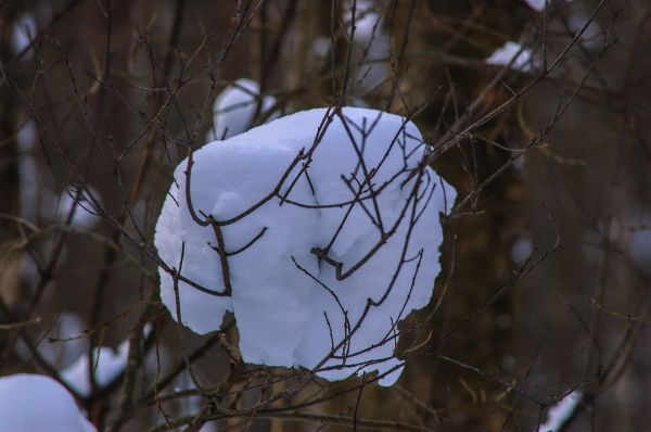 images, snow, twig, wood, trunk, wire fencing