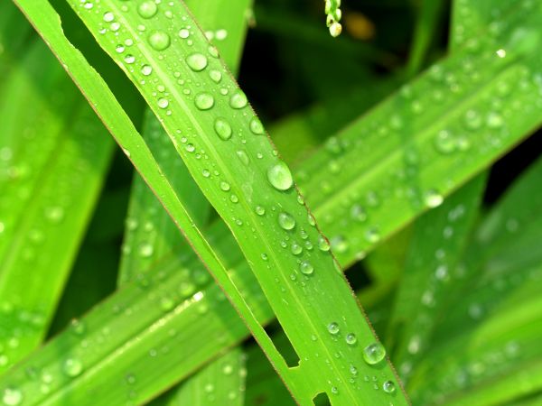 water, nature, grass, droplet, drop, dew