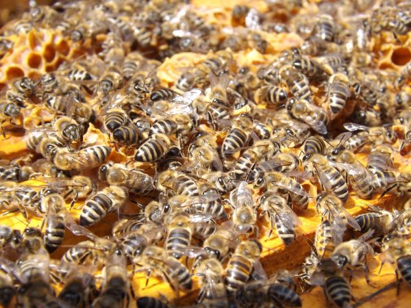 꿀,무늬,곤충,무척추 동물,벌,바쁜