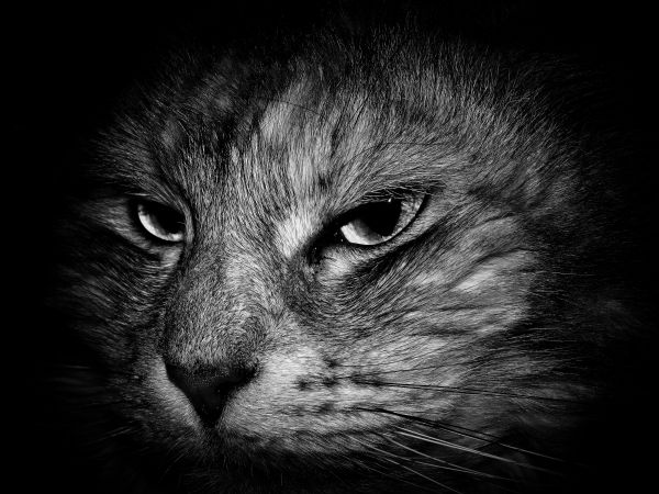 svart og hvit, fotografering, kjæledyr, katt, pattedyr, kattunge