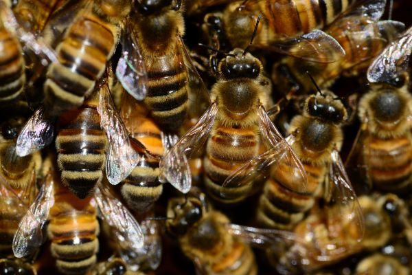 mật ong, Côn trùng, Vĩ mô, Động vật, Động vật không xương sống, Đóng lên