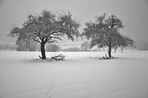 boom, natuur, tak, sneeuw, winter, zwart en wit