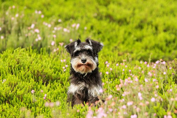 ธรรมชาติ,หญ้า,ลูกสุนัข,หมา,ทุ่งหญ้า,ดอกไม้