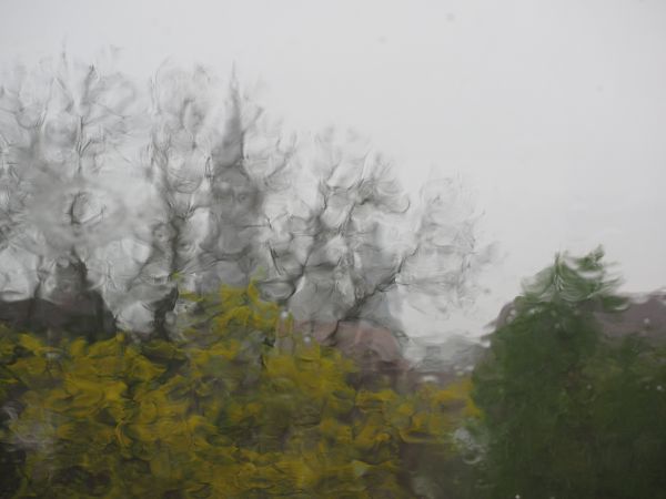 drzewo,gałąź,mgła,deszcz,zamglenie,ranek