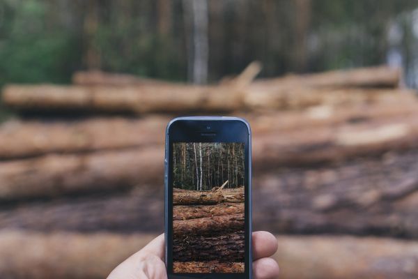 Iphone, Smartphone, χέρι, φύση, δέντρο, δάσος
