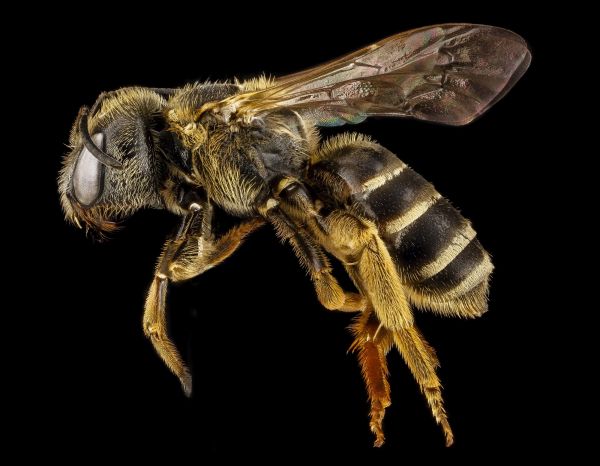 Profil,Tierwelt,Pollen,Insekt,Makro,Fehler