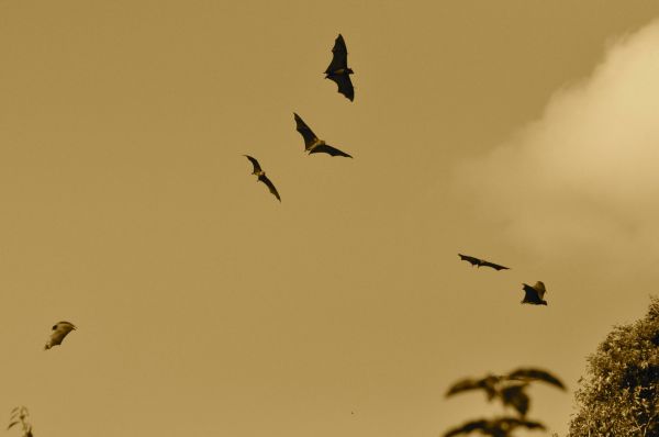 silhouet,vogel,vleugel,hemel,dier,spookachtig