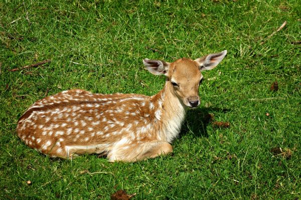 grass, animal, cute, wildlife, deer, female
