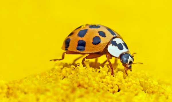 photography,flower,insect,yellow,fauna,ladybird