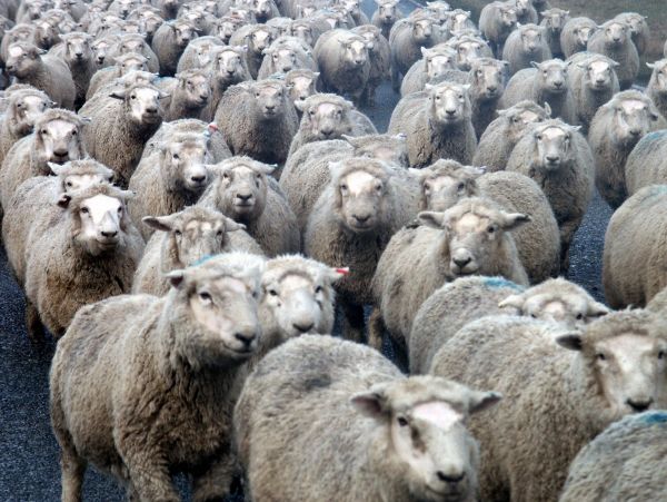manada,agricultura,oveja,mamífero,fauna,Nueva Zelanda