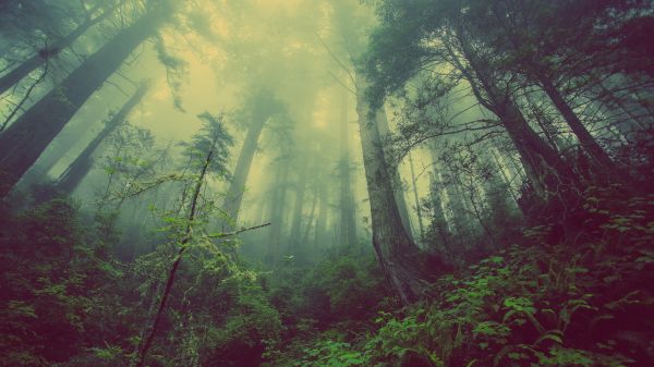 树,性质,森林,阳光,多雾路段,薄雾