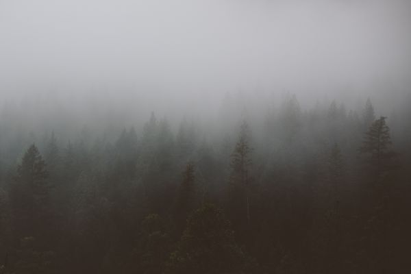 дерево,природа,лес,снег,туман,туман