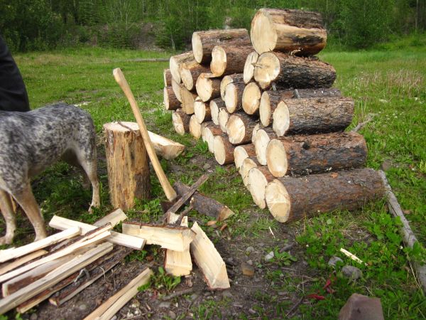 Baum,Holz,Kofferraum,Haufen,Log,Brennholz