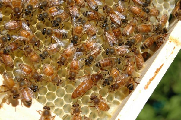honing, patroon, insect, fauna, ongewerveld, imker