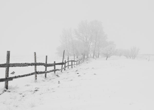 自然,ブランチ,雪,冬,黒と白,空