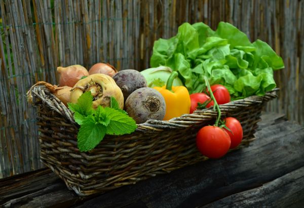 plante,frugt,mad,salat,fremstille,høst