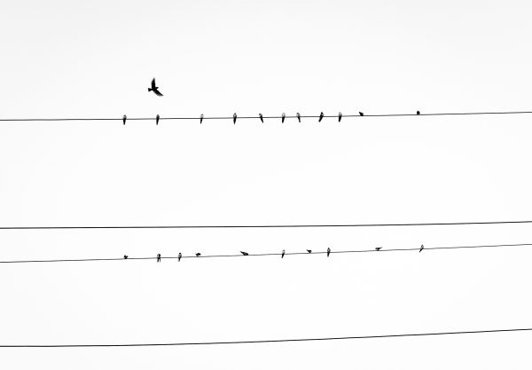 bird,line,power line,font,drawing,diagram