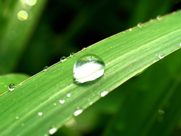 water, nature, grass, droplet, drop, dew