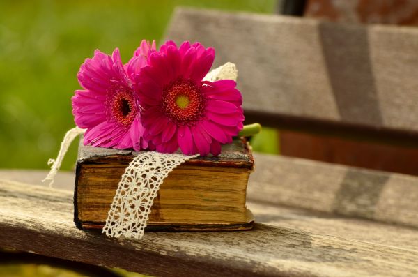 kvet,rastlina,kvetina,kniha,prečítať,drevo