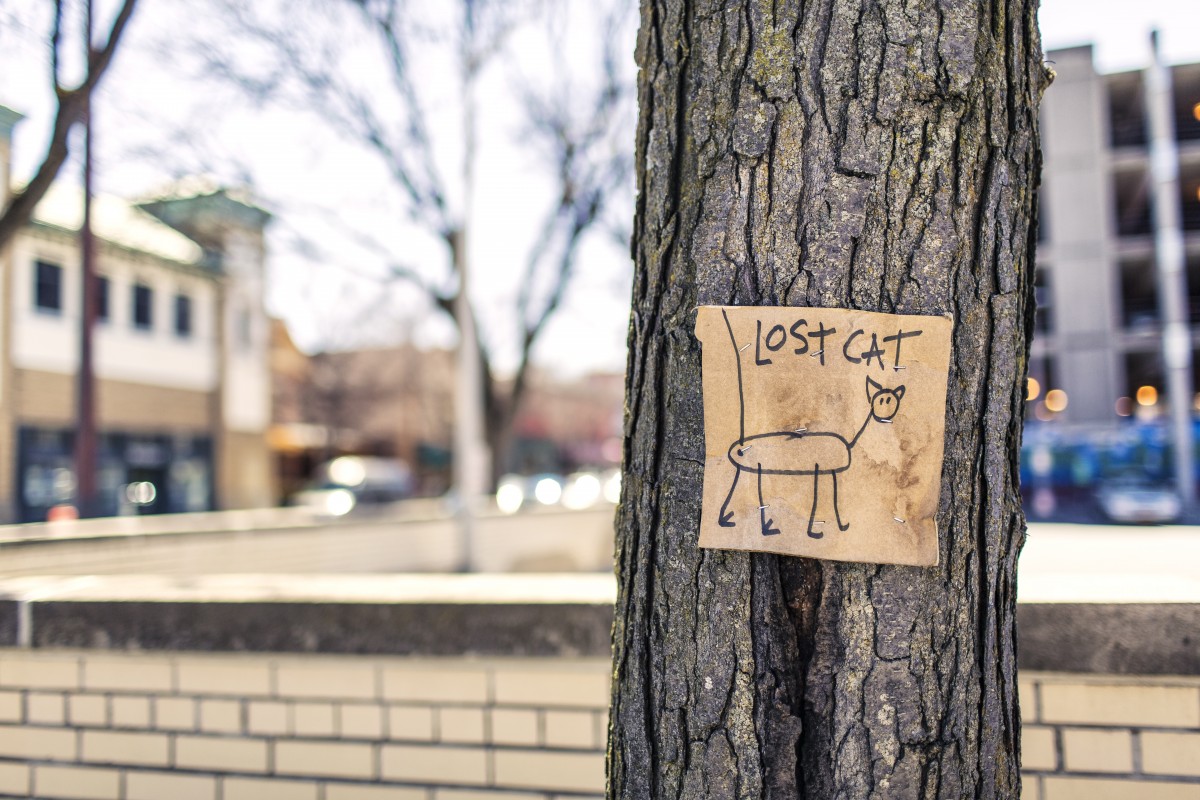 tree, winter, wood, road, street, wall, sign, spring, season, education, art, fun, joke, urban area, lost cat