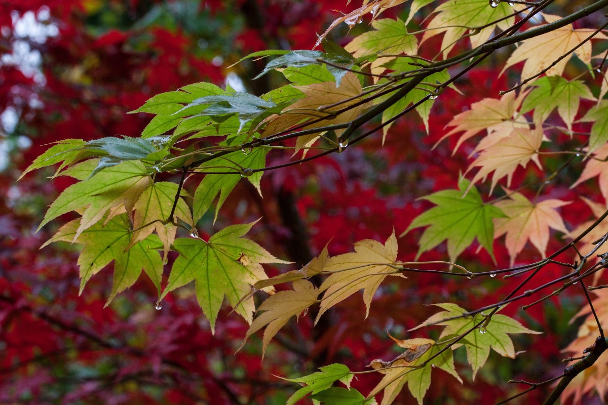 strom, větev, rostlina, déšť, list, květ, dešťová kapka, zelená, Červené, barva, podzim, botanika, barvitý, žlutý, flóra, sezóna, javor, Javorový list, listy, keř, opadavý, japonský javor, barvivo, kvetoucí rostlina, anthokyan, dřevina, rostlina země, recoloring listy