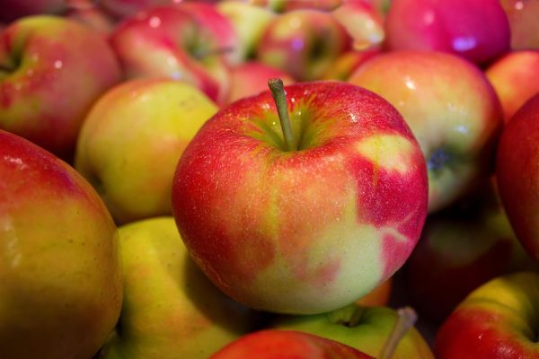 bitki,meyve,Gıda,üretmek,sağlık,elma