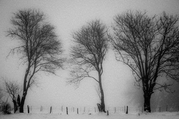 boom, tak, sneeuw, winter, zwart en wit, mist