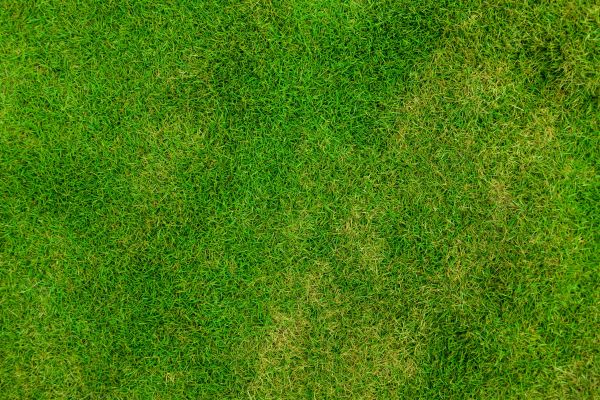 grass,plant,sport,field,outdoor,abstract