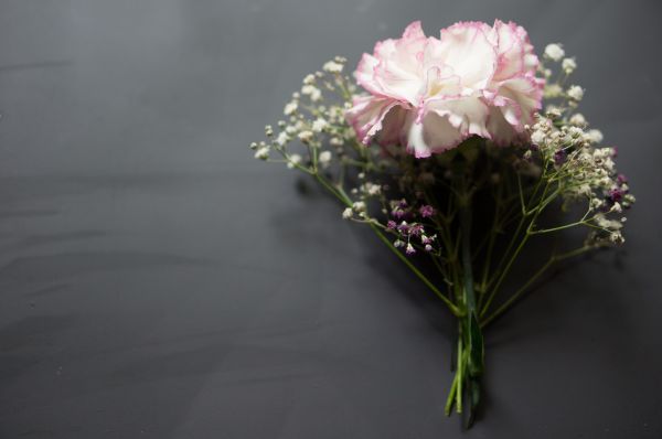 φωτογραφία,άνθος,φυτό,φύλλο,λουλούδι,πέταλο