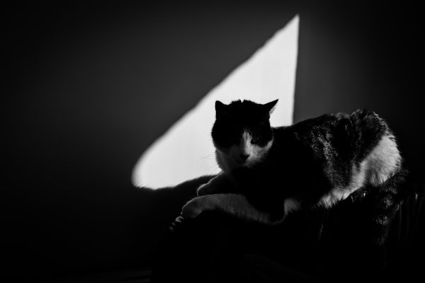 Черно и бяло,бял,фотография,домашен любимец,котка,бозайник