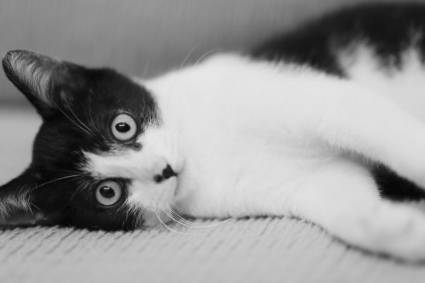 en blanco y negro, gatito, gato, canon, mamífero, blanco