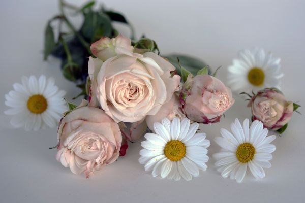 çiçek,bitki,çiçek,taçyaprağı,Çiçek açmak,Aşk