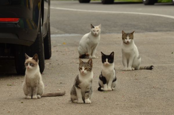 δρόμος,κατοικίδιο ζώο,γατάκι,Γάτα,θηλαστικό ζώο,σπονδυλωτό