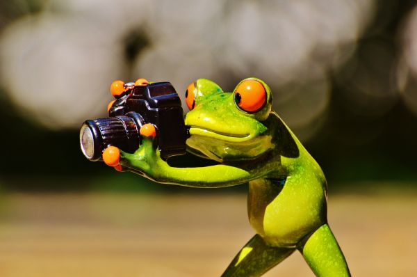 aparat fotograficzny, fotograf, Model, Zielony, żaba, płaz
