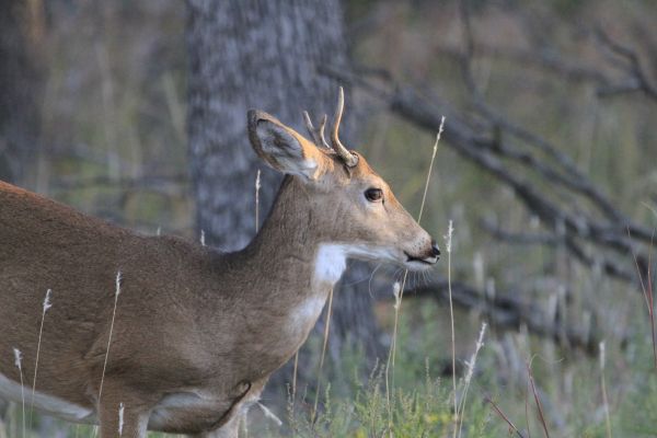 fauna silvestre,ciervo,mamífero,fauna,vertebrado,Oklahoma