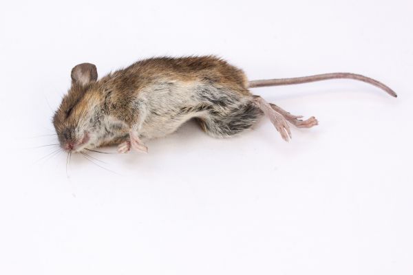 φύση, ποντίκι, θηλαστικό ζώο, νεκρός, τρωκτικό, πανίδα