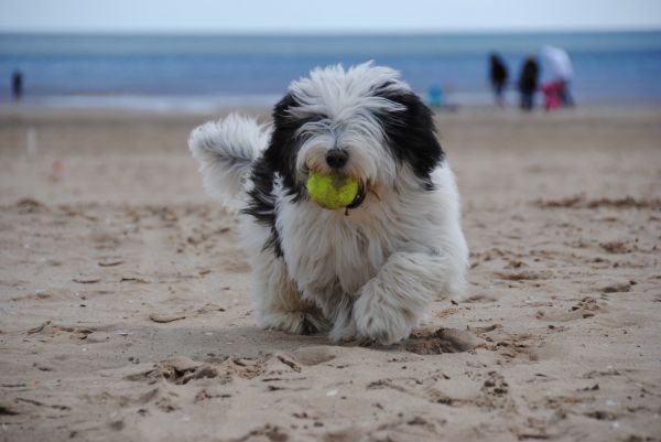 cachorro,cachorro,de praia,mar,areia,branco