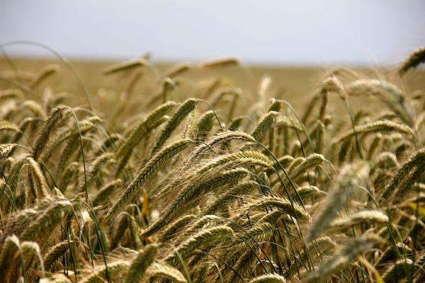 трава,небо,поле,пшеница,зерно,ячмень