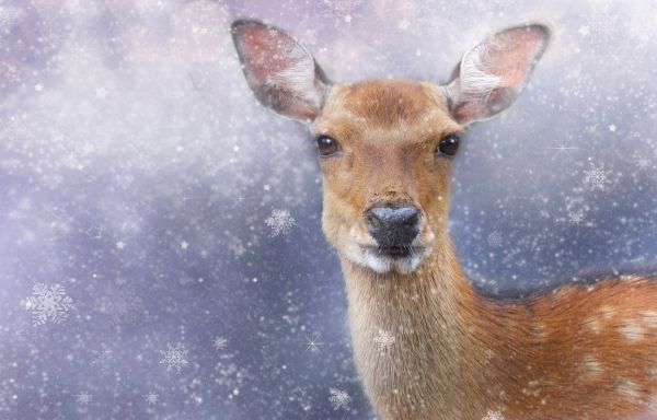 dier,wildlife,hert,sneeuw,koude,winter