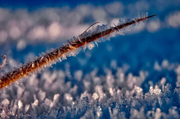 nature,water,grass,branch,snow,cold
