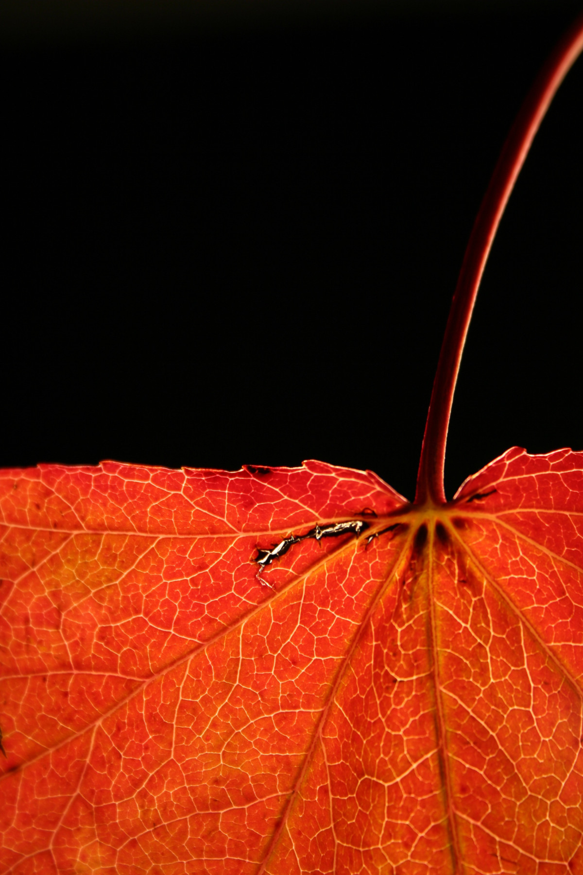 tree, nature, branch, plant, sunlight, leaf, flower, petal, red, color, autumn, close, season, maple tree, maple leaf, close up, leaves, veins, macro photography, computer wallpaper