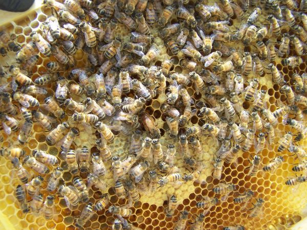 природа,мед,шаблон,пыльца,насекомое,Беспозвоночный