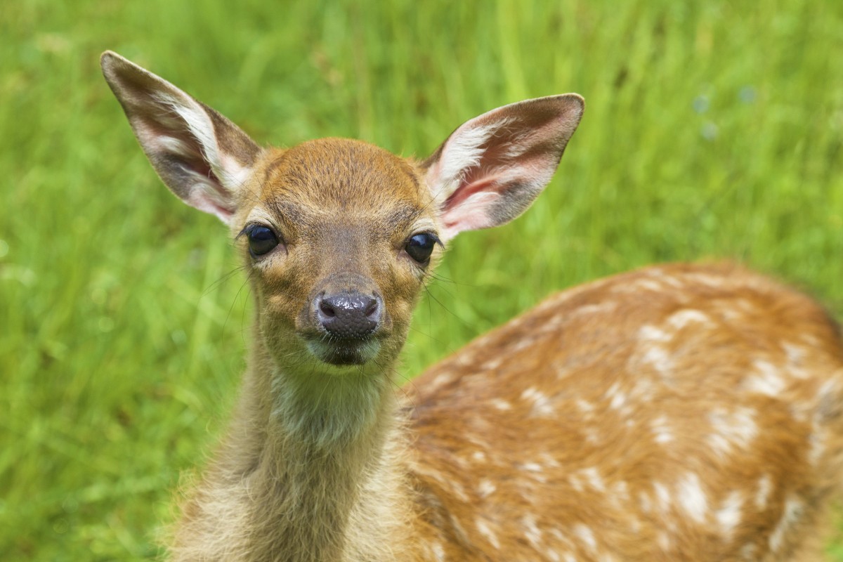 nature, animal, wildlife, wild, deer, young, mammal, baby, fauna, vertebrate, bambi, white tailed deer, pronghorn, musk deer