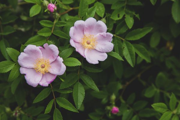 fiore,pianta fiorita,petalo,pianta,Rosa dumalis,Rose d'india