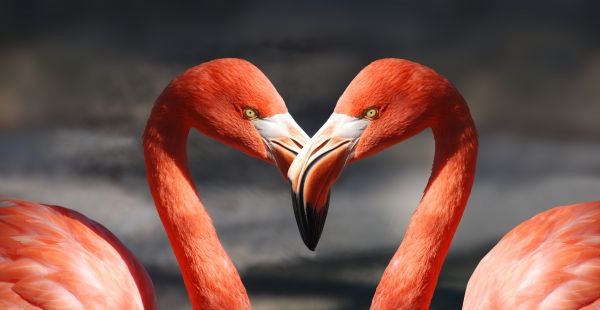 鸟,动物,红,爱,心,橙子