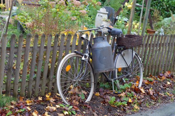 vélo,bicyclette,véhicule,arbre,herbe,plante