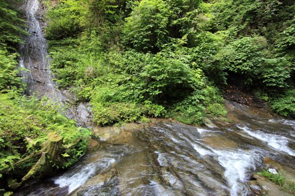 acqua, foresta, cascata, torrente, natura selvaggia, albero