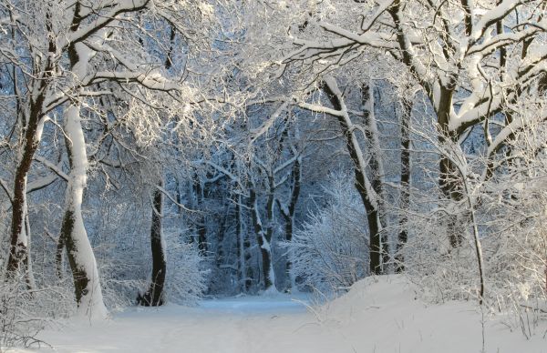 träd,natur,skog,gren,snö,kall